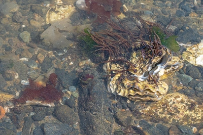 Тушу горбатого кита обнаружили на диком пляже в Находке