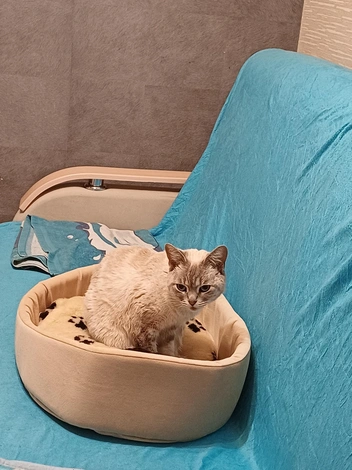 Теперь у кошечки есть новая лежанка | Источник: предоставлено Татьяной