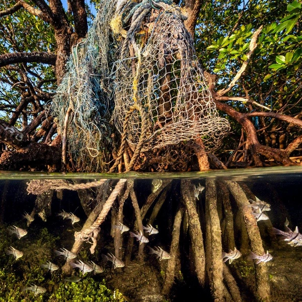 Призер в номинации «Подводная съемка» | Источник: Renee Capozzola / Mangrove Photography Awards 2025