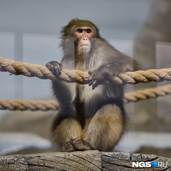 Иногда макаки бывают очень серьезными  | Источник: Александр Ощепков / NGS.RU