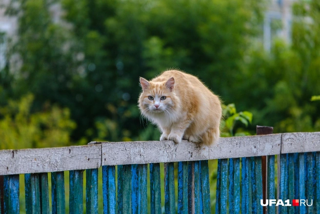 Первая прививка кошкам делается в 12 недель, повторная — через 28 дней, далее — раз в 1–3 года | Источник: Булат Салихов / UFA1.RU
