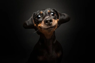 Источник: Dog Photography Awards