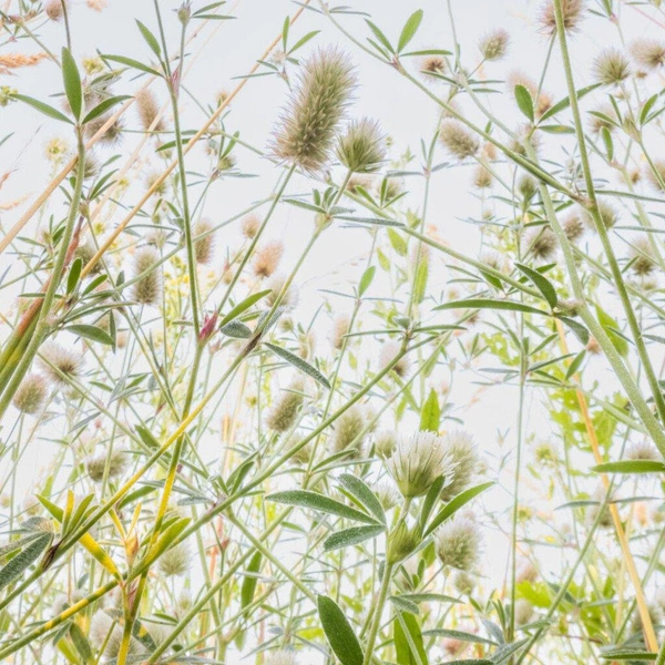 Второе место в номинации «Растения и грибы» | Источник: Theo Bosboom / European Wildlife Photographer of the Year 2025