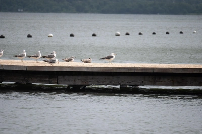 Прокуратура требует изъять пирс у экс-депутата Кондратова