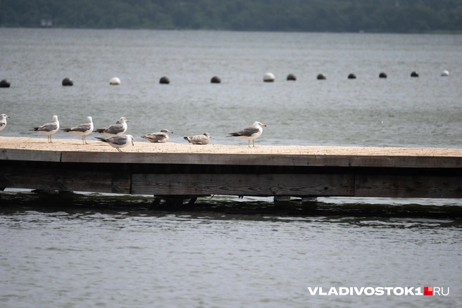 В этой же бухте находится яхт-клуб | Источник: Елена Буйвол / VLADIVOSTOK1.RU