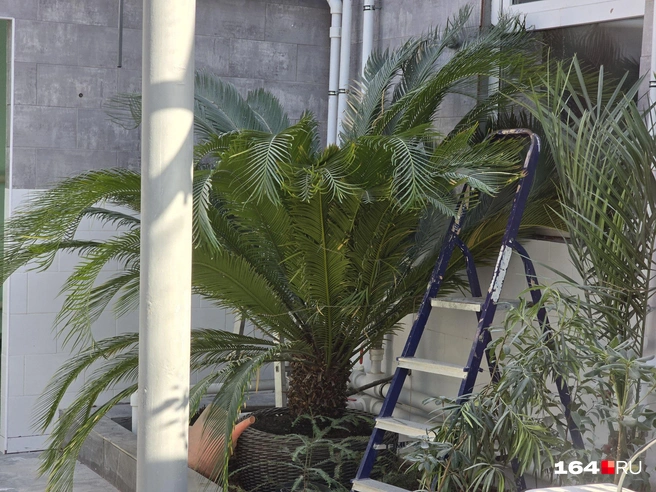 Это растение появилось раньше динозавров | Источник: Семен Коротов-Майбах / 164.RU