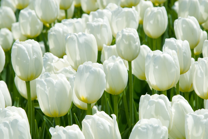 Тюльпаны белые сорта с названиями с фото