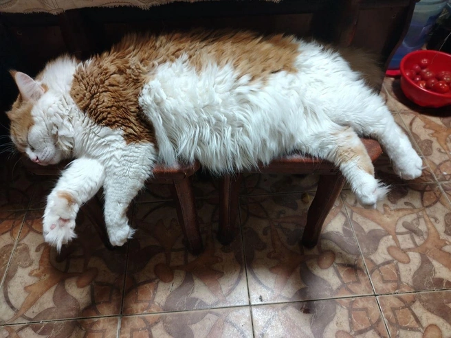 «Кота зовут Кот 😊» | Источник: Новости Ростова | 161.RU / T.me
