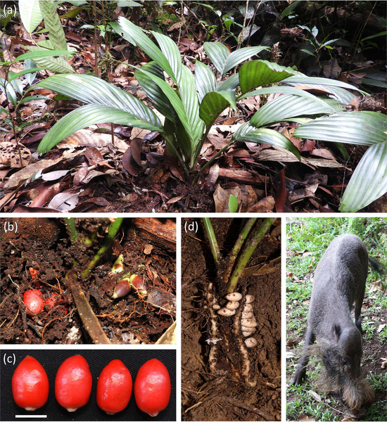 «Указали кабаны»: взгляните на уникальную пальму, которая цветет и плодоносит под землей