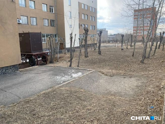 Сад палок на ЗабГУ | Источник: очевидец
