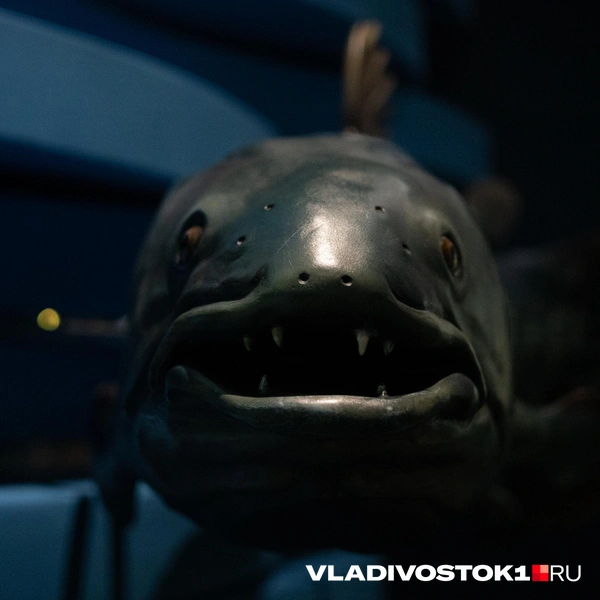 Источник: Елена Буйвол / VLADIVOSTOK1.RU