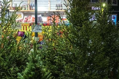 Москвичи решают, где взять елку: народный рейтинг