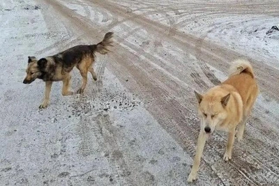 Solontsy dog attack: boy chased up tree, case updates