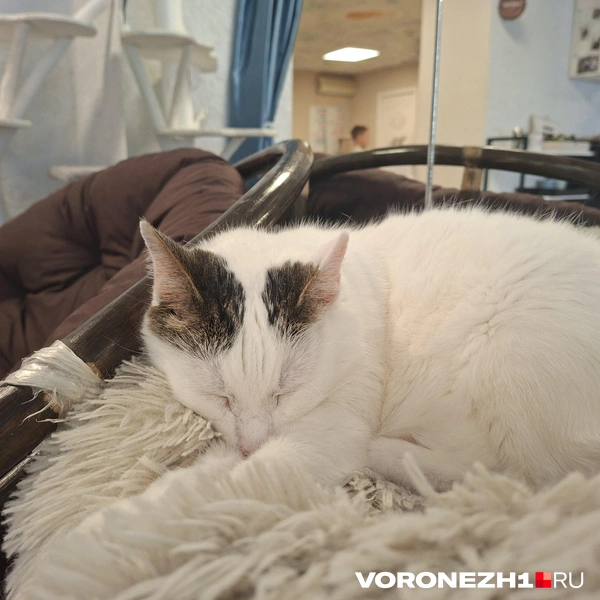 Источник: Алёна Воропаева / Voronezh1.ru