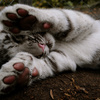 userpic__user_Asus