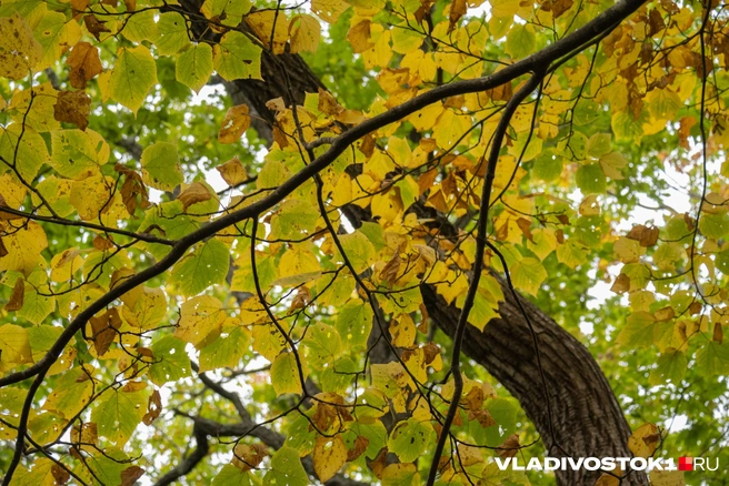 Море не спешит остывать | Источник: Елена Буйвол / VLADIVOSTOK1.RU