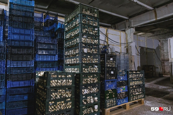 Уже на новой ферме. У входа стоят ящики с шампиньонами&nbsp;— их отправят покупателям | Источник: Тимофей Калмаков / 59.RU