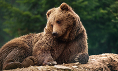 Милота дня: огромный бурый медведь играет в прятки
