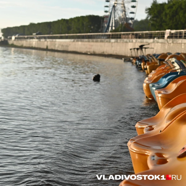 Источник: Елена Буйвол / VLADIVOSTOK1.RU