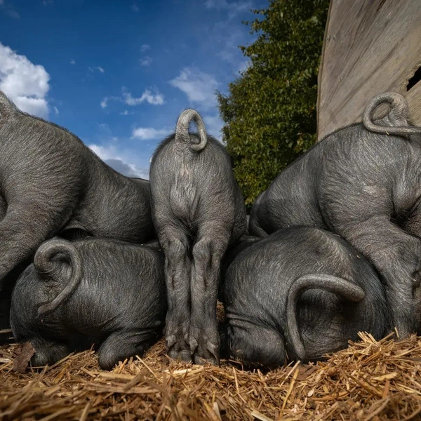 «Обеденный перерыв» | Источник: Susan Lang / British Photography Awards 2024