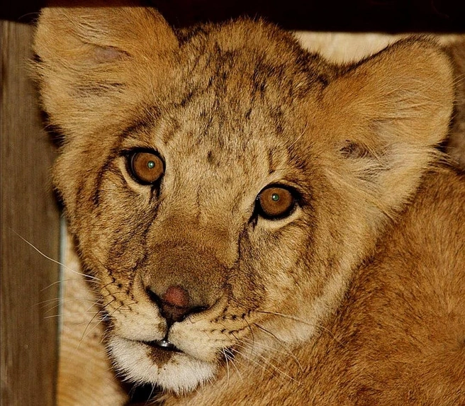 Юная Сараби | Источник: «Иркутский зоопарк» / Telegram