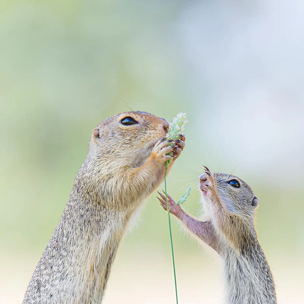 «Дай понюхать!» | Источник: Perdita Petzl / Close-up Photographer of the Year 2019