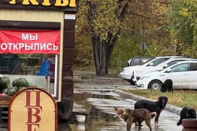 Амурчане напуганы стаей бродячих собак
