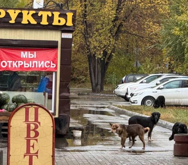 Собаки свободно гуляют по микрорайону | Источник: «ЧП в Омске» / Max.ru