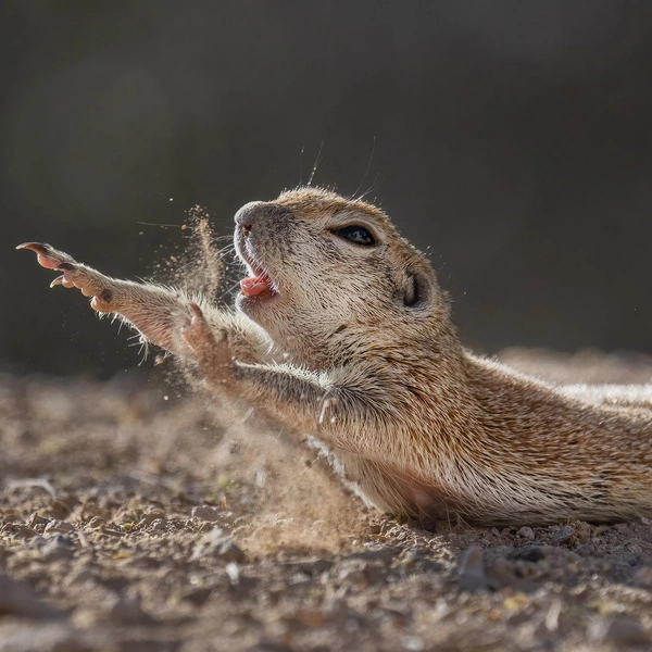 Источник: Lea Lee Inoue / Nature Photographer of the Year 2021