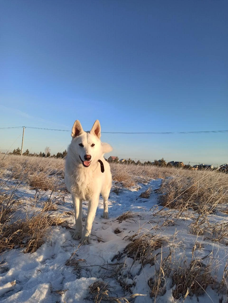 В день, когда приехала служба по отлову, на Джеке не было ошейника  | Источник: Читатель 72.RU 