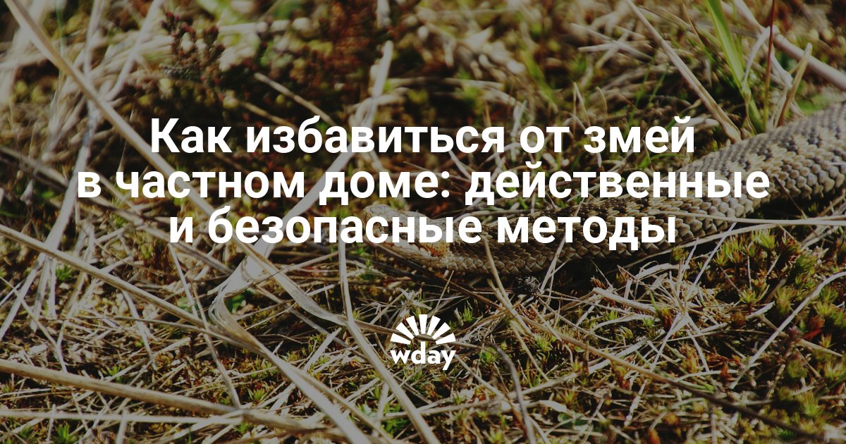 Как избавиться от ужей в частном доме под полом