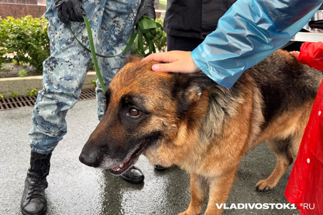 Источник: Елена Буйвол / VLADIVOSTOK1.RU