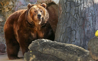 В Московском зоопарке проснулись медведи