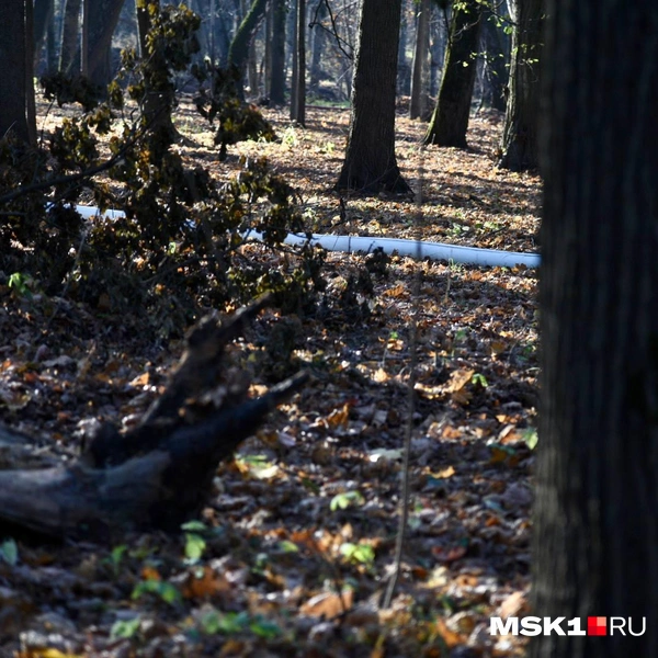 По земле тянется пожарный шланг | Источник: Дарья Шутова / MSK1.RU