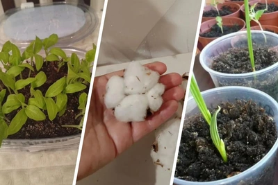 Рассада в Архангельской области: цены на томаты, огурцы и хлопок