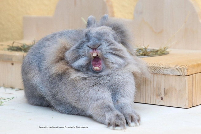 Источник: Anne Lindner / Comedypetphoto.com