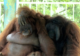 Орангутаны страдают в индонезийском зоопарке