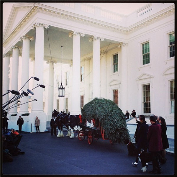 Главная елка прибыла в Белый дом
