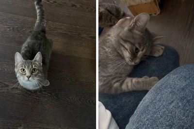 Кошку Клаву спасла пермячка от жестокого хозяина