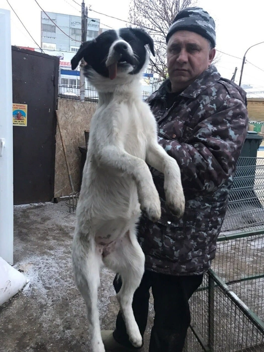 Сотрудник приюта Сергей Селиванов держит собаку