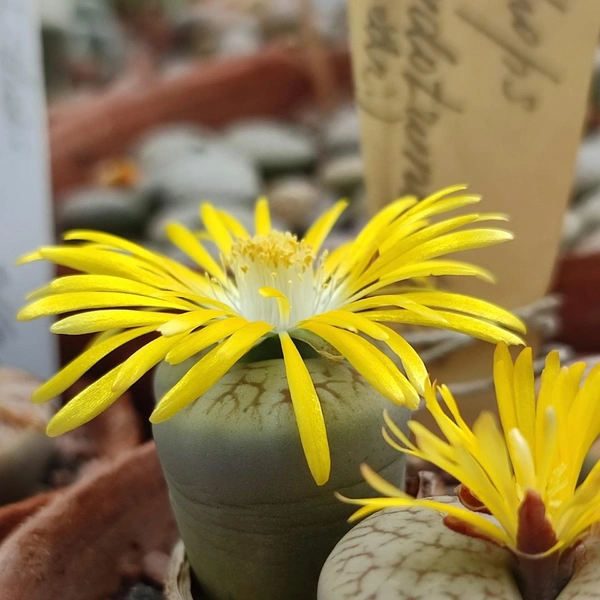 Источник: предоставлено КПЦ БИН РАН