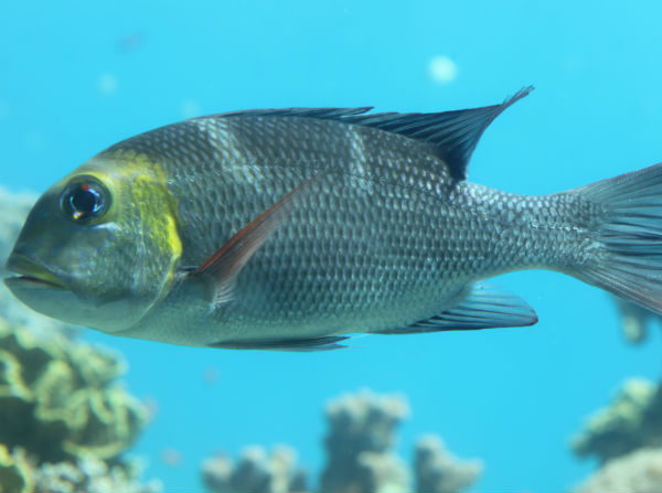 Любопытный обитатель кораллового рифа