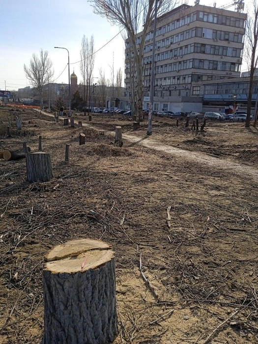 Волгоградцы уверены: рубщиков обязательно нужно наказать | Источник: читатели V1.RU