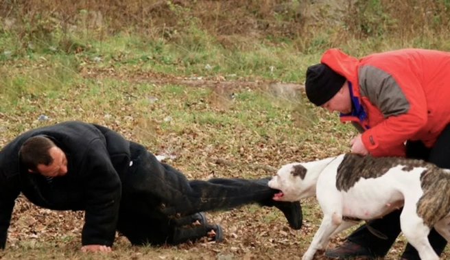 Статистика показывает резкий рост числа нападений собак на людей: за последние два года этот показатель увеличился в 6,5 раза | Источник: Nk-tv.com