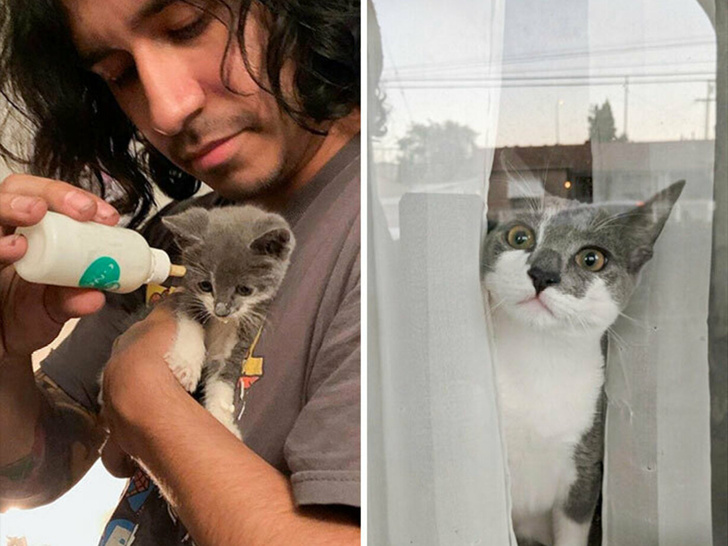 35 фото котиков до и после усыновления