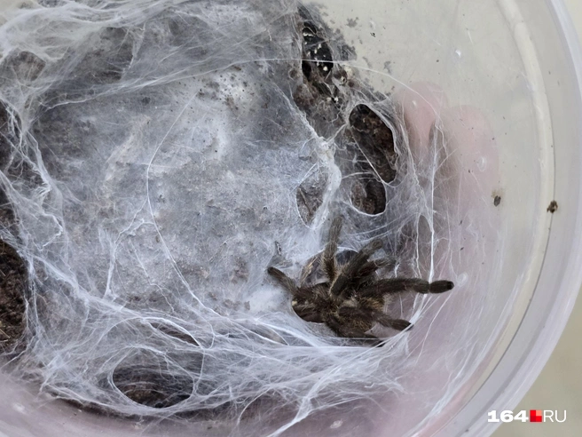 Мне открыли крышку, но паучиха боялась меня | Источник: Семен Коротов-Майбах / 164.RU