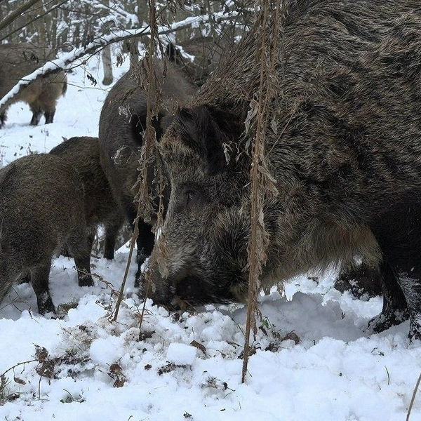 Сначала ухаживает, потом — бросает одну с детьми. Романтика в лесу Ленобласти — с разъяснениями | Источник: Каждой твари по паре / Telegram