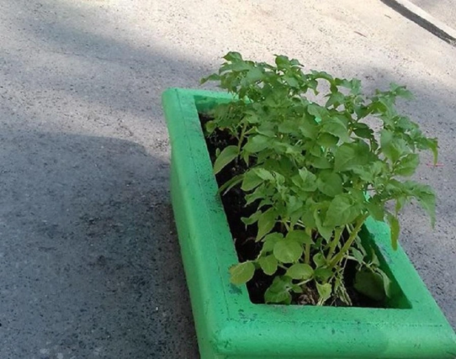 Антикризисная клумба: осенью можно употребить в суп | Источник: читатель E1.RU