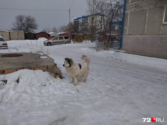 Агрессивных бездомных собак у нас оставляют в приютах, а спокойных — стерилизуют, чипируют и возвращают на улицы | Источник: Анастасия Жердина / 72.RU 