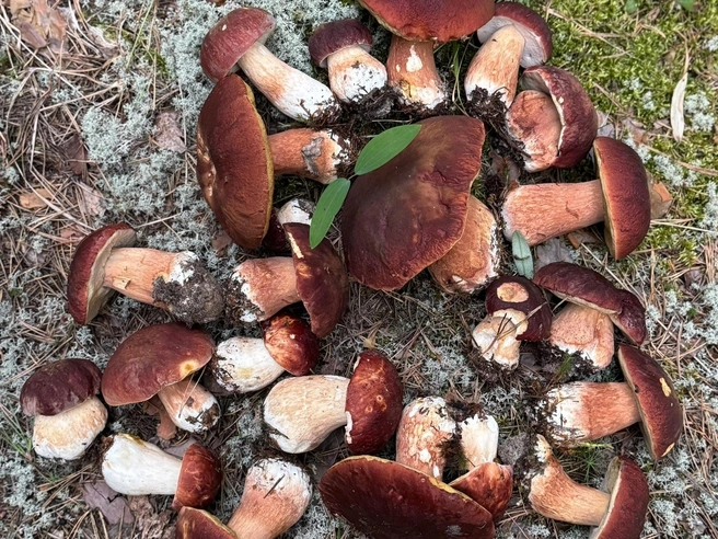 Грибной улов из Боровлянки | Источник: Елена Слаутина